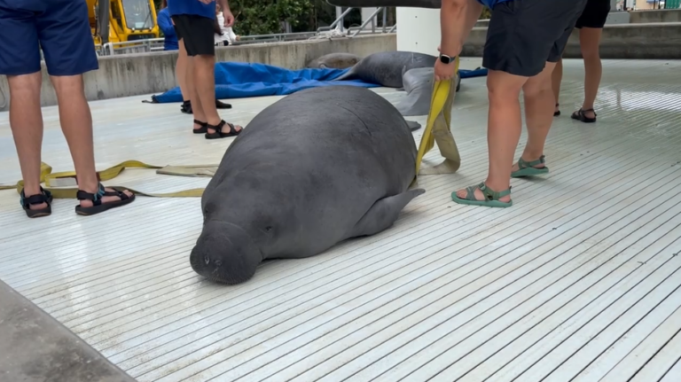 ‘Second chance’: Amputee manatee recovers at SeaWorld Orlando after Titusville rescue